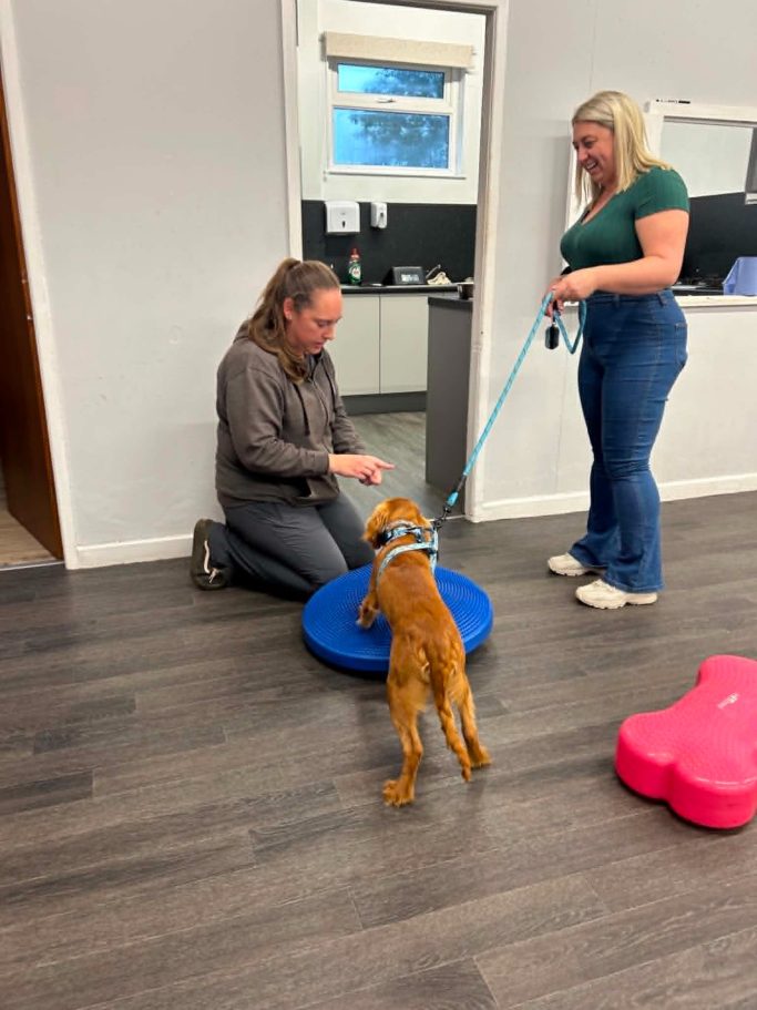 Dog performing a trick in a dog training class